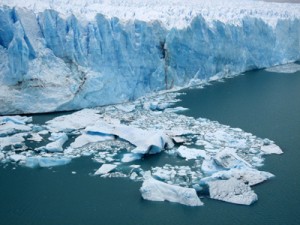 El calafate