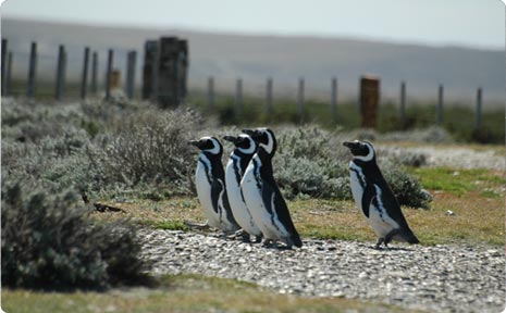 rio gallegos argentina