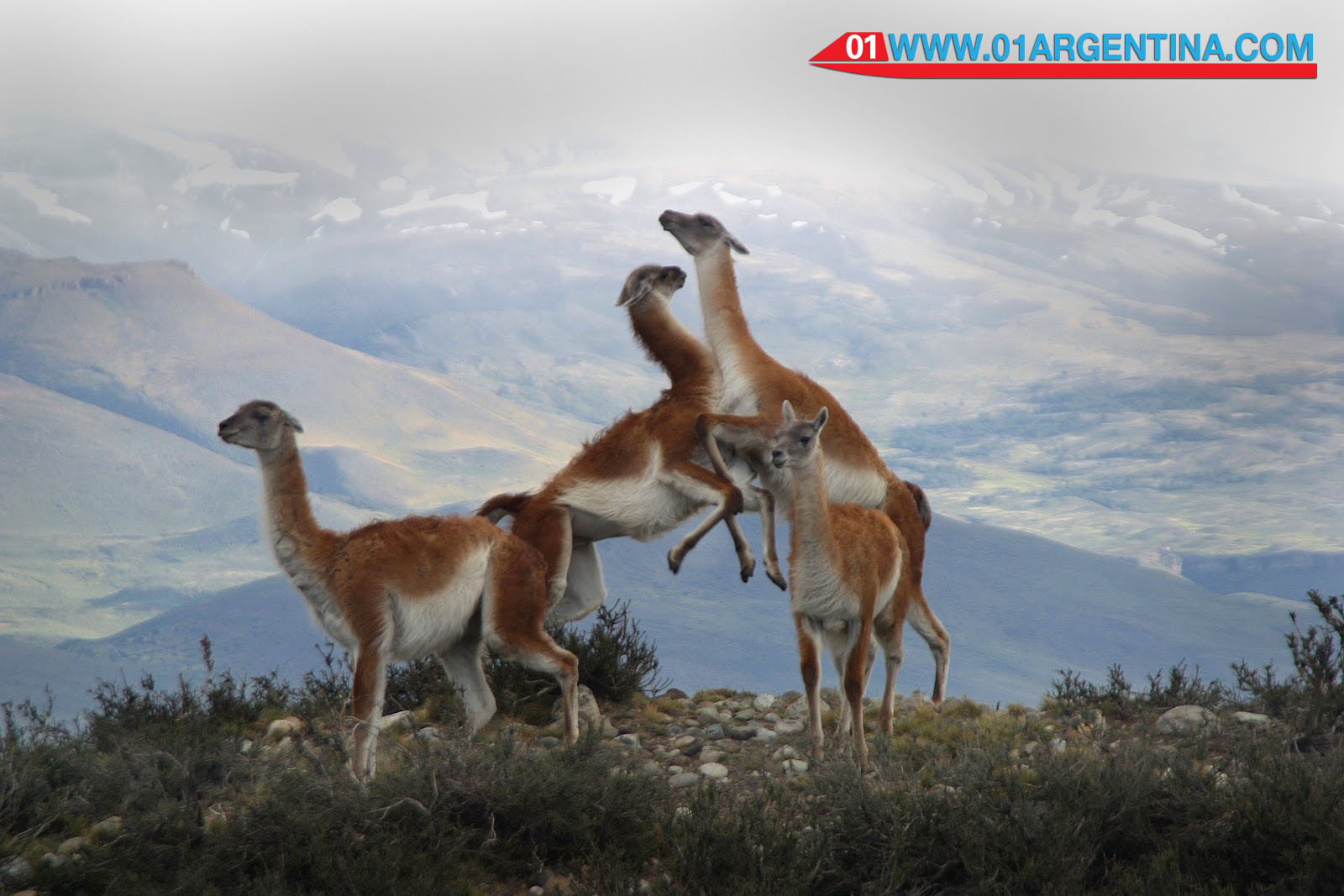 Wildlife Patagonia