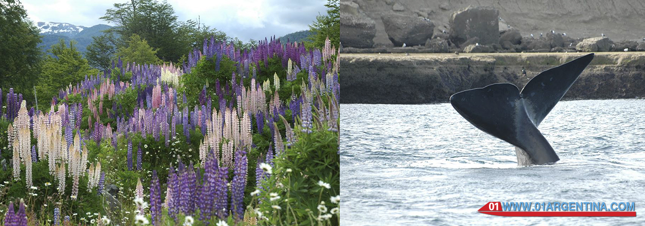 Spring in patagonia