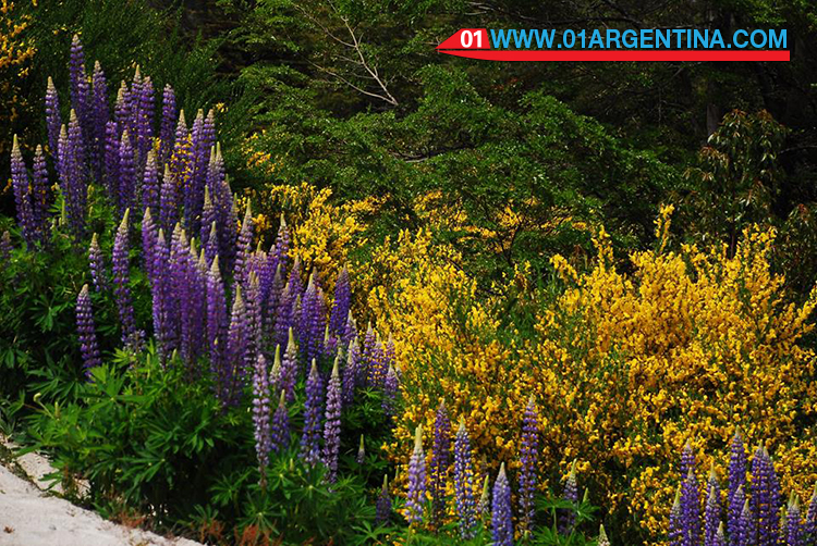 Spring in patagonia