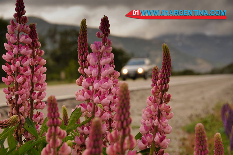 Spring in patagonia