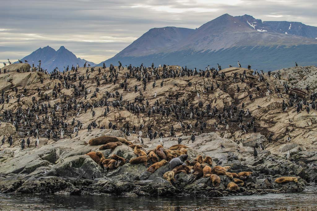 Beagle Channel past sea lions